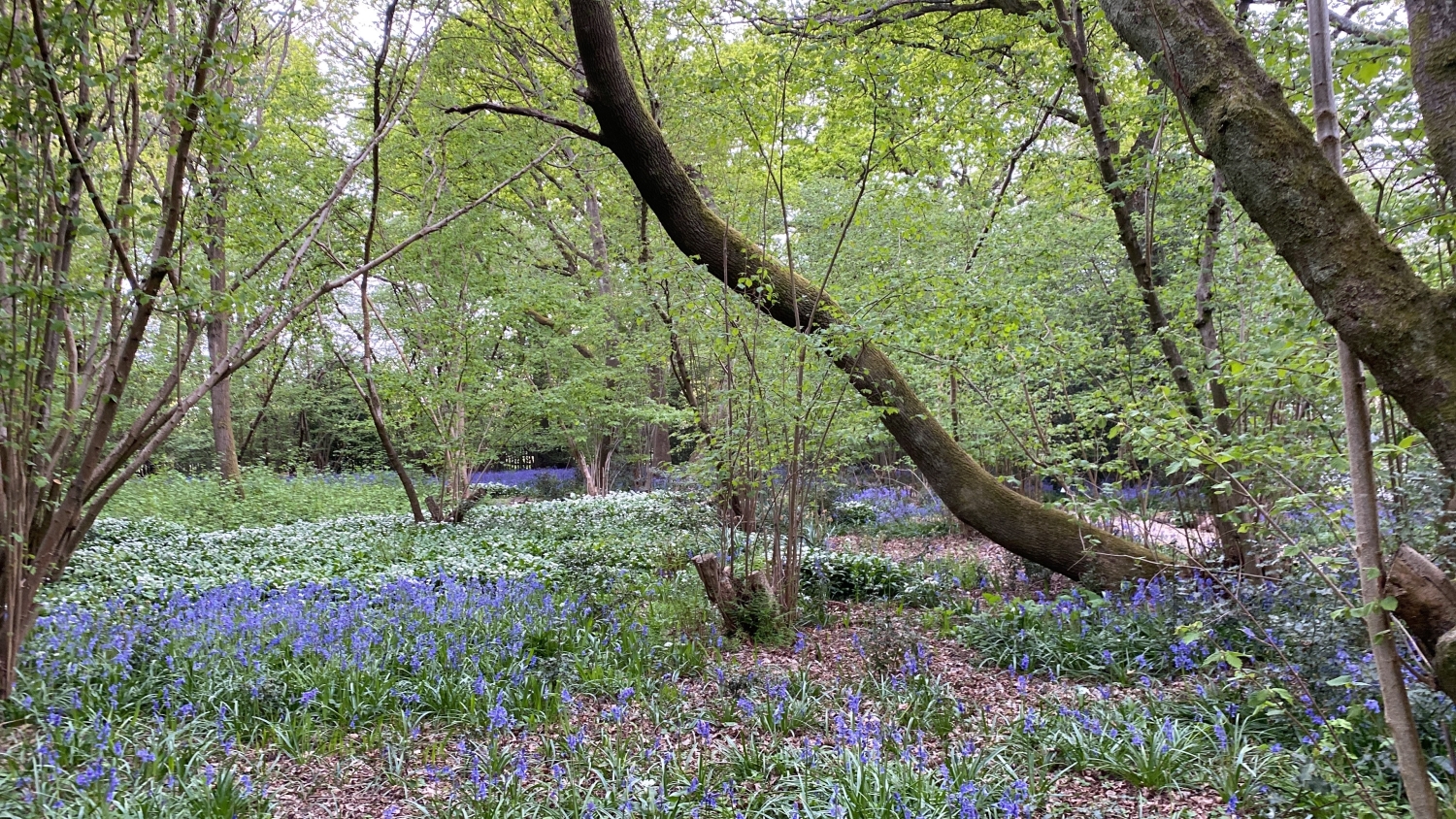 The Garth Pleasure Grounds, Lingfield, Surrey, RH7 6BJ National Garden Scheme